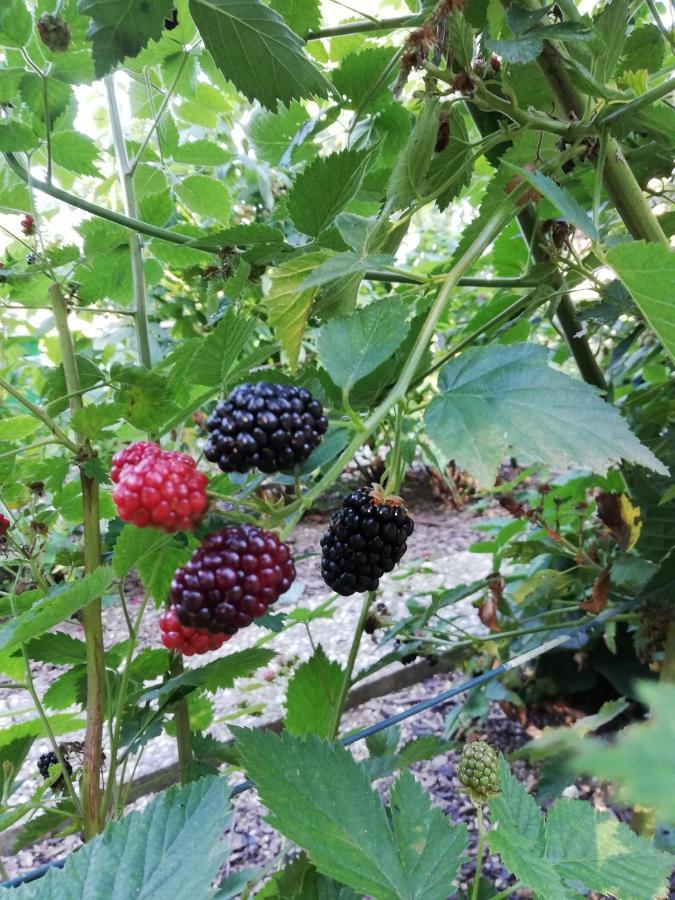 Einzigartige Naturoase Im Sueden Von Ingolstadt Brautlach Eksteriør bilde